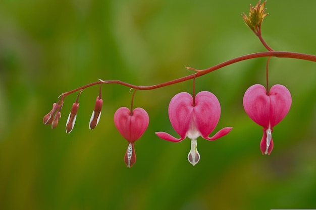 fleur qui saigne