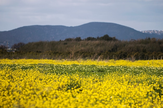 Photo fleur de rapase (brassica napus)