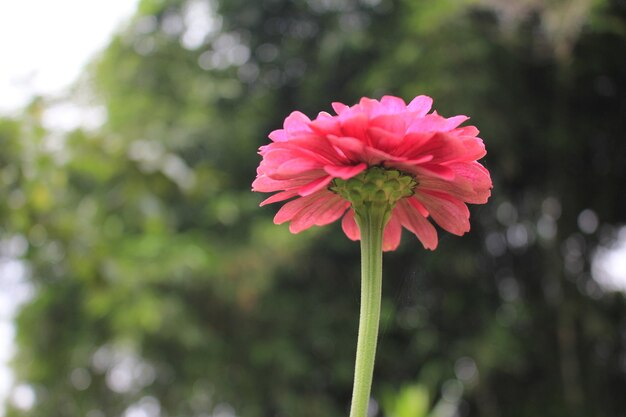 Fleur de refuge rouge ou fleur de papier