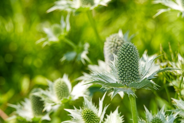 Fleur - Reine des Alpes Eryngium