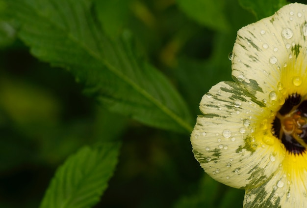 Une fleur de renoncule jaune avec des gouttes d'eau