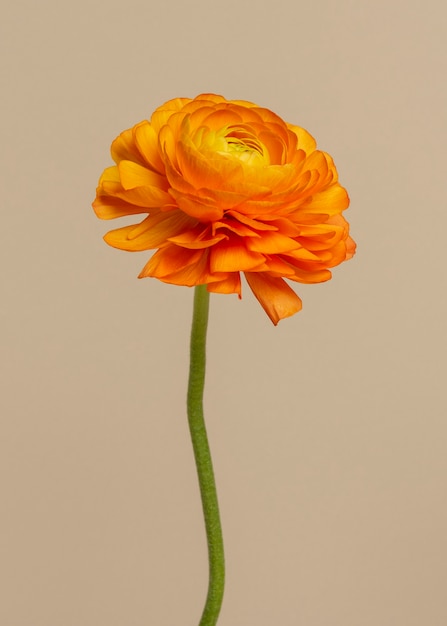 Fleur De Renoncule Orange En Fleurs