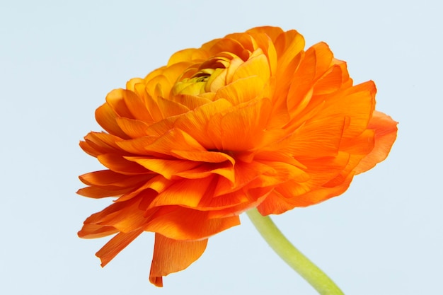 Fleur de renoncule orange en fleurs