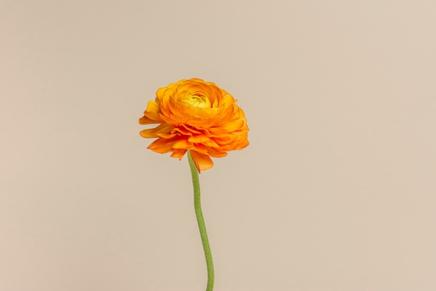 Fleur de renoncule orange en fleurs