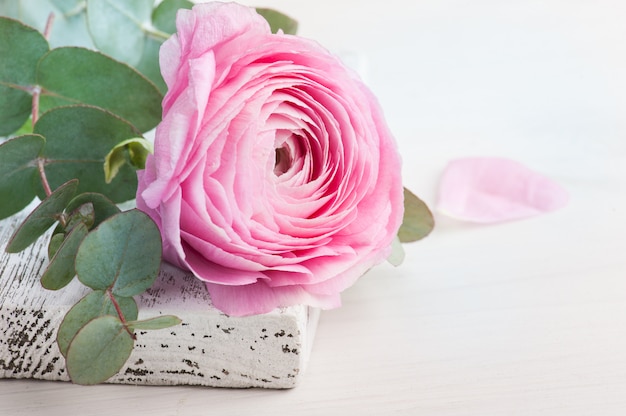 Fleur de renoncule rose sur bois blanc