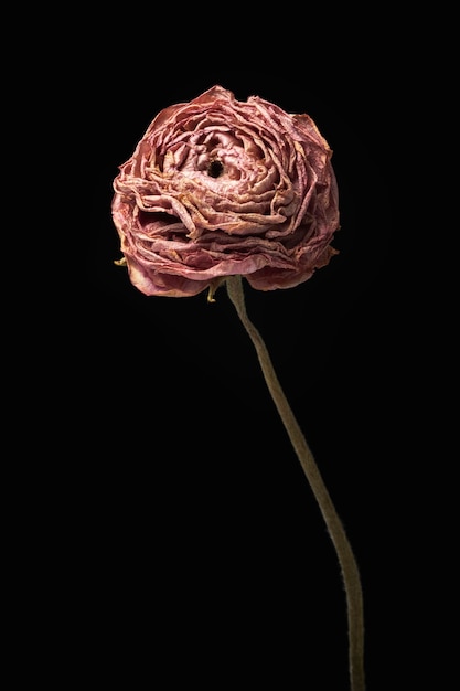 Fleur de renoncule rose séchée sur fond noir