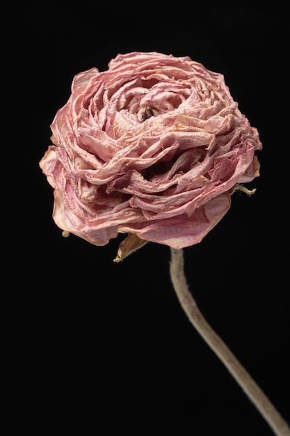 Fleur de renoncule rose séchée sur fond noir