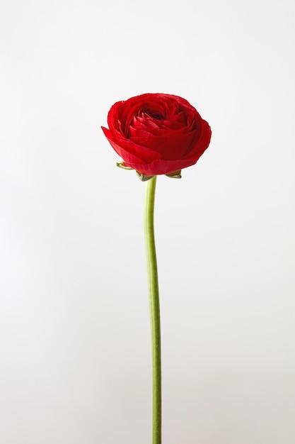 Fleur de renoncule rouge sur fond gris
