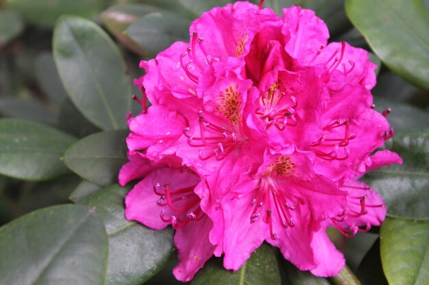 Fleur de rhodendron rose magique