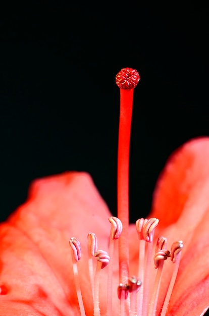 une fleur de rhododendron montrant un pistil et des étamines