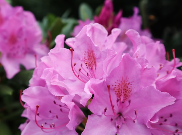 Fleur de rhododendron rose en fleurs au printemps jardinage concept fleur fond