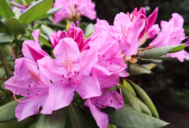 Fleur de rhododendron rose en fleurs au printemps jardinage concept fleur fond