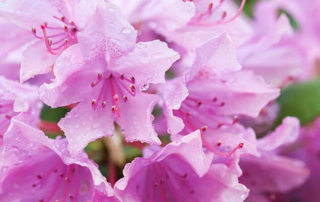 Fleur de rhododendron rose en fleurs au printemps jardinage concept fleur fond