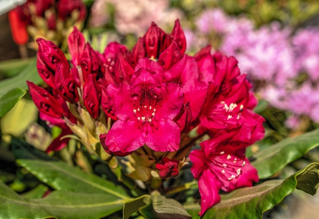 Fleur de rhododendron rouge Kali