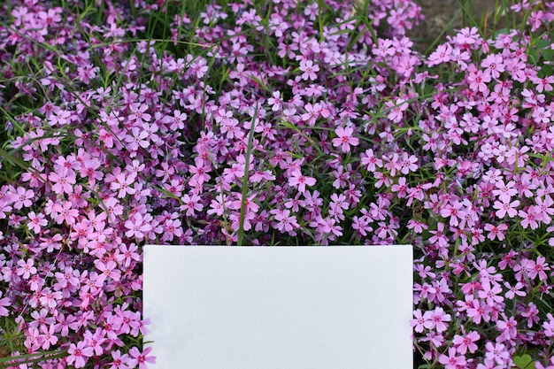 Fleur d'une roche saponaire Saponaria ocymoides avec carte vierge