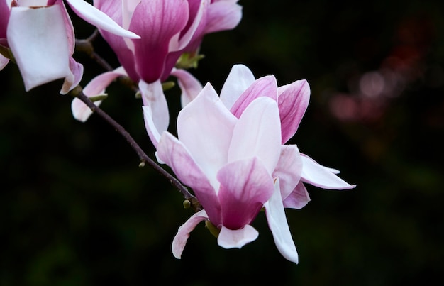 Fleur romantique Magnolia