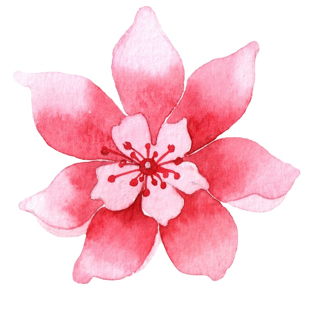 Fleur rose aquarelle