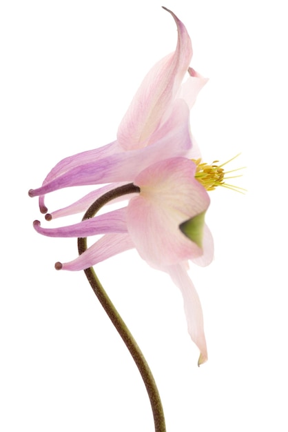 Fleur rose d'aquilegia blossom de captage libre isolé sur fond blanc