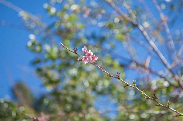 Fleur rose sur l&#39;arbre