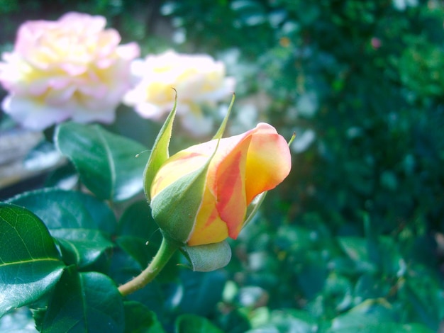 Fleur rose au feuillage vert photo