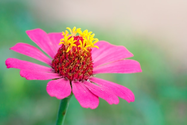 Fleur rose, beau matin ensoleillé