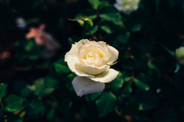 Fleur rose blanche sur un buisson sur un fond de feuilles vertes floues dans le jardin.