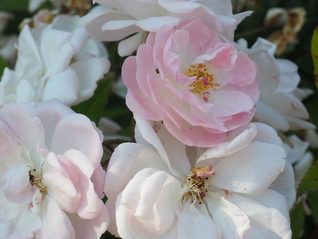 Une fleur rose et blanche avec un centre jaune.