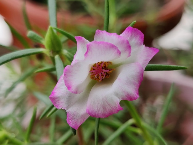 Une fleur rose et blanche avec le centre rose.