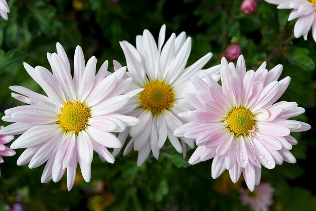 Une fleur rose et blanche est dans un jardin.