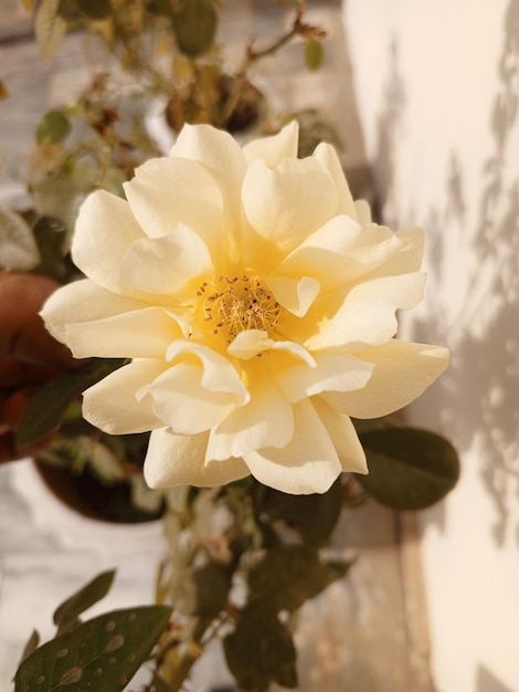 Photo la fleur de rose blanche est un téléchargement gratuit d'une image de fleur de plante de haute qualité