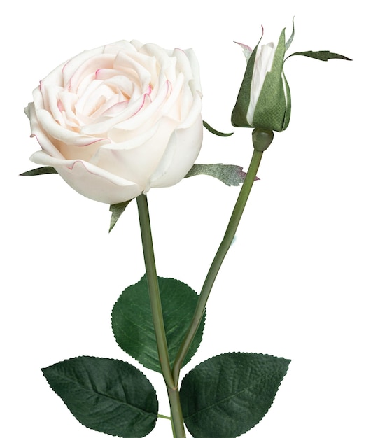 La fleur de la rose blanche est transparente.