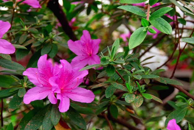 Une fleur rose blanche sur fond d'espace de copie de végétation sombre