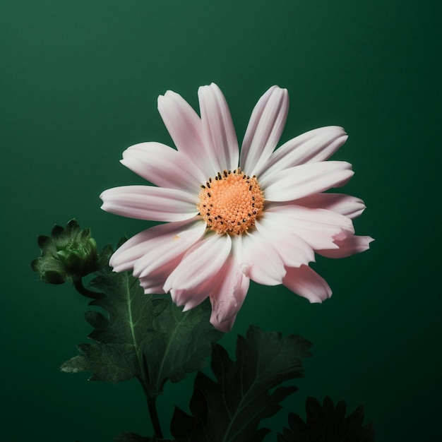 Une fleur rose et blanche sur fond vert