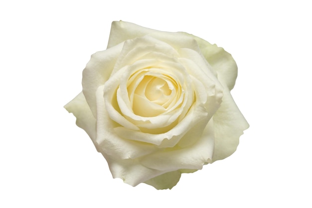 Fleur rose blanche isolé sur fond blanc carte de mariage mariée salutation été printemps mise à plat vue de dessus amour Saint Valentin