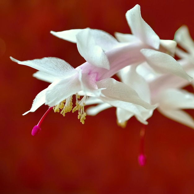 Une fleur rose et blanche avec le mot " dessus "