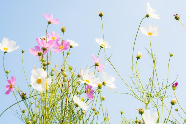 fleur rose et blanche