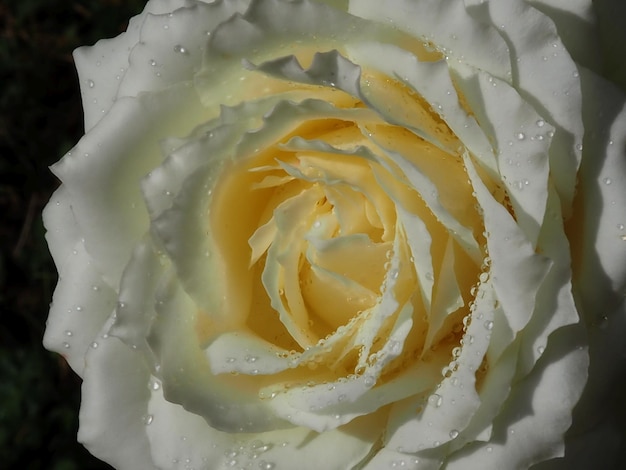 Fleur rose blanche