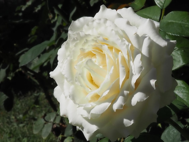 Fleur rose blanche