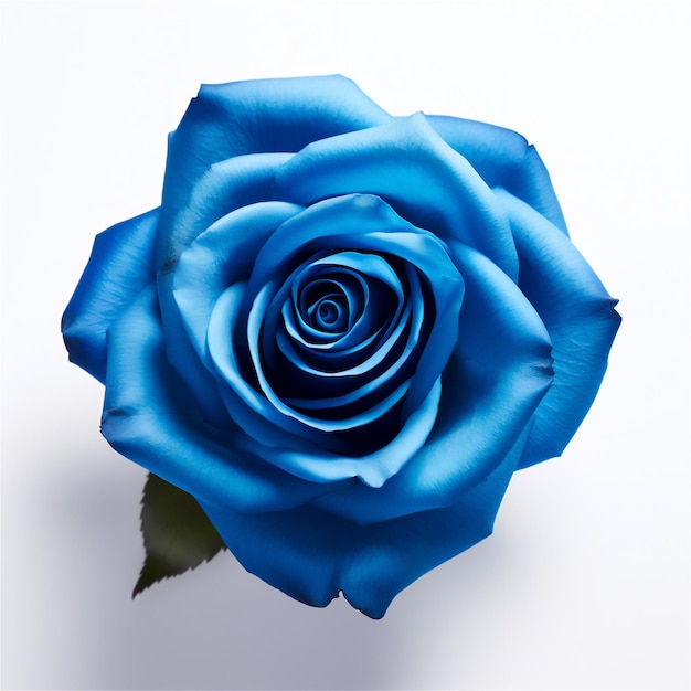 Fleur de rose bleue sur fond blanc