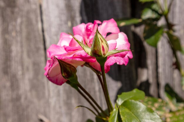 une fleur rose avec un bouton blanc et rose.