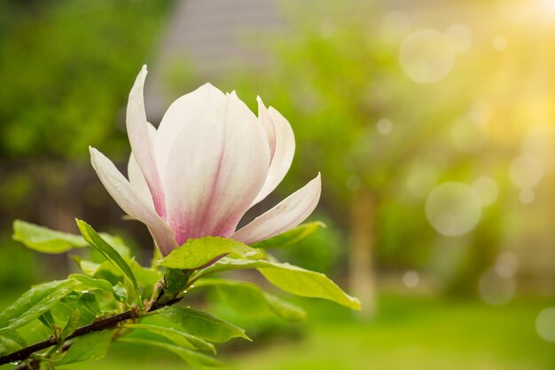 Une fleur rose sur une branche de magnolia en fleurs à l'extérieur