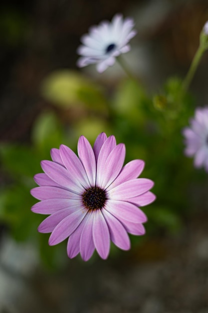 Une fleur rose avec un centre blanc et un centre noir.