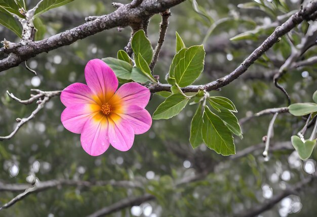 Photo une fleur rose avec un centre jaune et un centre jaume