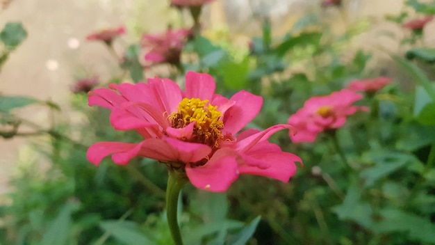 Une fleur rose avec un centre jaune est au milieu d'un champ.