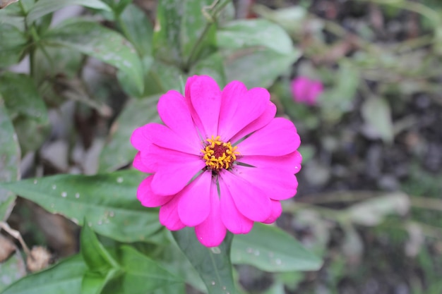 Une fleur rose avec un centre jaune est au milieu de l'image.