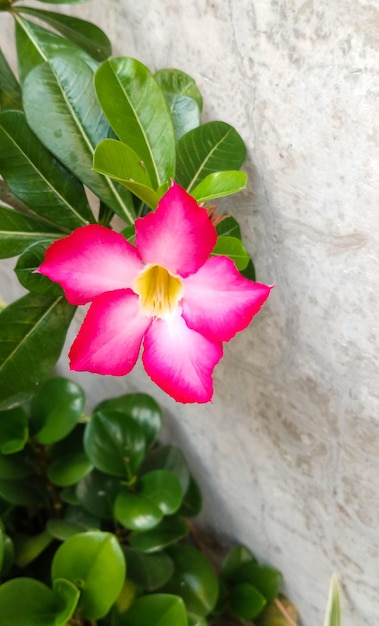 Une fleur rose avec un centre jaune est devant un mur blanc.