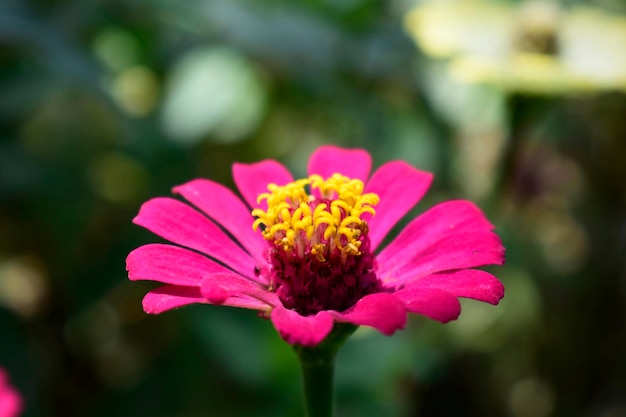 Une fleur rose avec un centre jaune