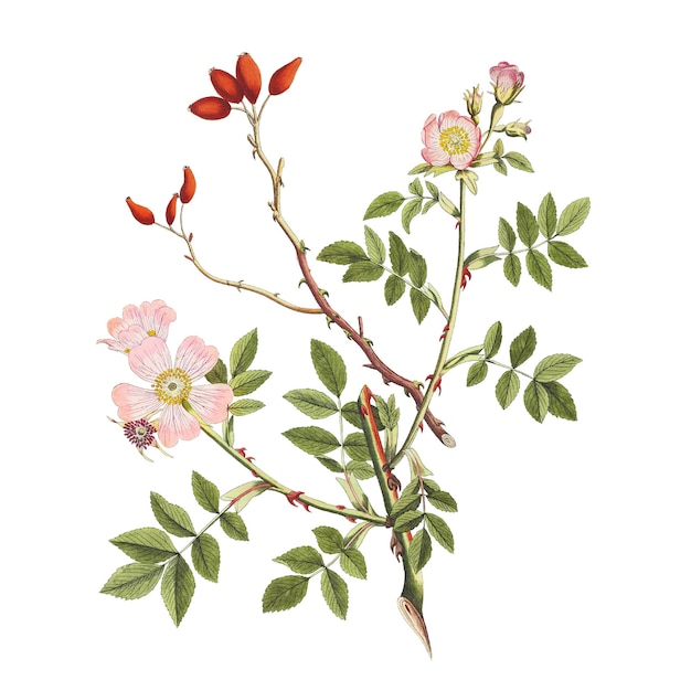 Fleur de rose de chien à fond transparent