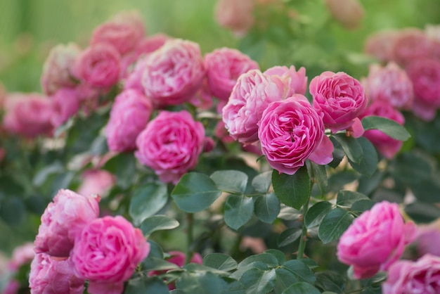 Fleur rose corail dans le jardin de roses Roses en fleurs de corail rose Fleur rose corail