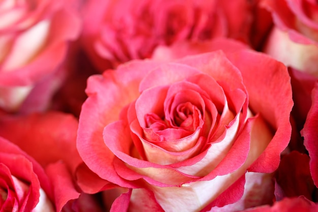 Fleur rose corail. Retouche détaillée